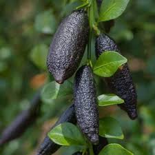 Mixed Finger Lime Seeds – Heirloom, Non-GMO, High Germination Organic Garden