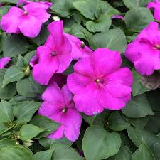 Rosa Impatiens Walleriana Blumensamen – Alte Sorte, gentechnikfrei, keimstark, Bio-Gartensamen zum Pflanzen