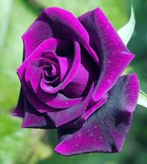 Dark Purple Rose Flower Seeds for Planting Heirloom Non-GMO High Germination Organic Garden Seeds