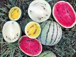 Mixed Watermelon Fruit Seeds – Heirloom, Non-GMO, High Germination Organic Garden