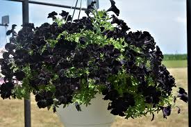 Black Hanging Petunia Flower Seeds for Planting – Heirloom Non-GMO Organic Seeds, High Germination Seeds