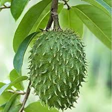 LushGreen Rare Annona Muricata Graviola Soursop Fruit Seeds for Planting Heirloom Non-GMO High Germination Organic Garden Seeds