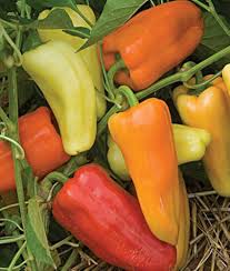 Mixed Gypsy Pepper Seeds – Heirloom, Non-GMO, High Germination Organic Garden Seeds Planting