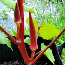 Red Okra Seeds – Heirloom Non-GMO High Germination Organic Garden Seeds