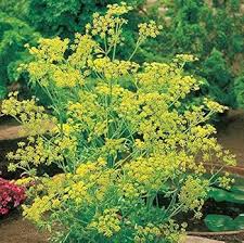 Green Yellow Dill Bouquet Plant Seeds for Planting – Heirloom, Non-GMO