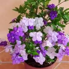Pink Brunfelsia Pauciflora Calycina Blumensamen – Alte Sorte, Non-GMO, hohe Keimfähigkeit, Bio-Gartensamen zum Pflanzen