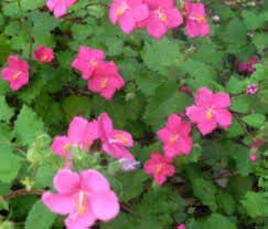 Pink Helianthemum Flower Seeds – Heirloom, Non-GMO, High Germination Seeds