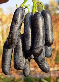 Moon Drops Grapes (Black) Fruit Seeds for Planting – Heirloom Non-GMO High Germination Organic Garden Seeds