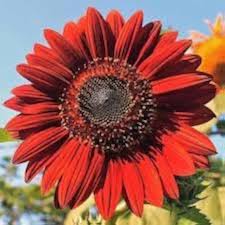 Red Sunflower Seeds Heirloom Non-GMO High Germination Organic Garden Seeds for Planting