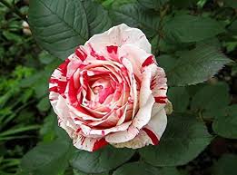 Red White Dragon Rose Flower Seeds for Planting – Heirloom Non-GMO High Germination Organic Garden Seeds