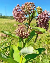 Pink Asclepias Flower Seeds Heirloom Non-GMO High Germination Organic Garden Seeds for Planting