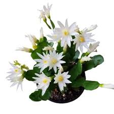 Rhipsalidopsis White Flower Seeds for Planting – Heirloom Non-GMO High Germination Organic Garden Seeds