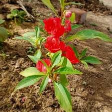 Balsam Flower Seeds Red – Heirloom, Non-GMO, High Germination Organic Garden Seeds for Planting