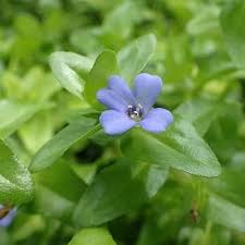Blue Bacopa Flower Seeds for Planting – Heirloom Non-GMO High Germination Organic Seeds