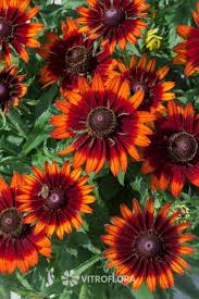 Giant Rudbeckia Orange Flower Seeds for Planting – Heirloom, Non-GMO, High Germination Organic Garden Seeds