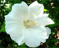 Mixed Hibiscus Syriacus Flower Seeds – Heirloom, Non-GMO, High Germination Seeds