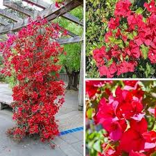 Red Climbing Bougainvillea Flower Seeds Heirloom Non-GMO High Germination Organic Garden Seeds for Planting