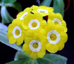 Yellow Primula Flower Seeds for Planting – Heirloom Non-GMO High Germination Organic Garden Seeds