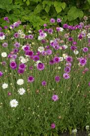 Purple White Xeranthemum Flower Seeds – Heirloom Non-GMO High Germination Organic Garden