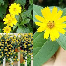 Yellow Perennial Flower Seeds – Heirloom, Non-GMO, High Germination Organic Garden Seeds for Planting