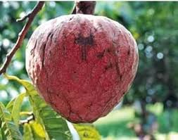 Red Custard Apple Tree Seeds for Planting – Heirloom Non-GMO High Germination Organic Garden Seeds Tropical Fruit Seeds for Home Garden