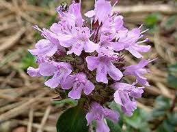 Semillas de flores de Pulegioides rosadas – Herencia, sin OGM, semillas de jardín orgánicas de alta germinación para sembrar