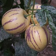 Yellow Ginseng Melon Seeds Heirloom Non-GMO High Germination Organic Garden Seeds for Planting
