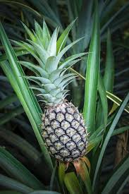 Green Pineapple Seeds for Planting – Heirloom Non-GMO High Germination Organic Garden Seeds