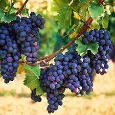 Mixed Grape Seeds – Heirloom, Non-GMO, High Germination Organic Garden