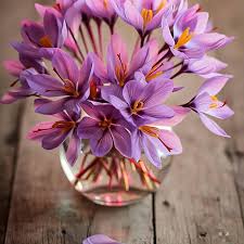 Violet Saffron Flower Seeds for Planting – Heirloom, Non-GMO, High Germination Organic Garden Seeds