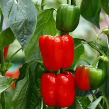 Pepper Chilli Red Seeds for Planting – Heirloom Non-GMO High Germination Organic Garden Seeds