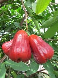 Rose Apple Fruit Seeds Red for Planting – Heirloom, Non-GMO, High Germination Organic Garden Seeds