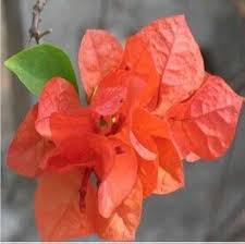 Bougainvillea Blumensamen Rot zum Gärtnern Alte Sorte gentechnikfrei hohe Keimfähigkeit Bio-Gartensamen zum Pflanzen