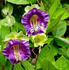 Purple Climbing Cathedral Bells Flower Seeds for Planting – Heirloom Non-GMO High Germination Organic Garden Seeds Seeds for Planting