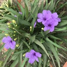 Purple Ruellia Tuberosa Flower Seeds Heirloom Non-GMO High Germination Organic Garden Seeds for Planting