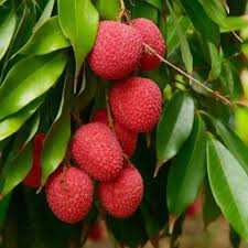 Hak Ip (Black Leaf) Lychee Fruit Seeds for Planting | Heirloom Non-GMO High Germination Organic Garden Seeds