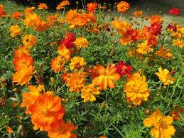 Cosmos Flower Seeds Perennial for Planting – Heirloom Non-GMO Organic Garden Seeds High Germination