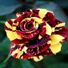 Semillas de Flores Rosas Amarillas y Rojas Antiguas No Transgénicas de Alta Germinación Semillas Orgánicas de Jardín para Plantar
