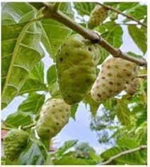 Fresh NONI Fruit Seeds for Planting | Heirloom Non-GMO High Germination Organic Garden Seeds