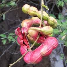 Green Pithecellobium Seeds for Planting – Heirloom Non-GMO High Germination Organic Garden Seeds