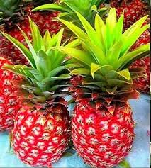 Red Pine Apple Seeds Heirloom Non-GMO High Germination Organic Garden Seeds for Planting