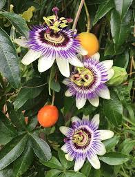 Mixed Passion Passiflora Seeds – Heirloom, Non-GMO, High Germination Organic Garden Seeds for Planting