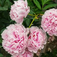 Light Pink Peony Flower Seeds Heirloom Non-GMO High Germination Organic Garden Seeds for Planting