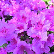 Pink Rhododendron Schlippenbachii Flower Seeds for Planting – Heirloom Non-GMO High Germination Organic Garden Seeds