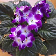 Purple White Saintpaulia Flower Seeds – Heirloom Non-GMO High Germination Organic Garden Seeds