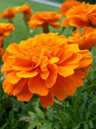 Orange Marigold Flower Seeds – Heirloom, Non-GMO, High Germination Seeds