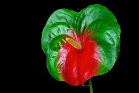 Rare Pigtail Anthurium Flower Seeds Heirloom Non-GMO High Germination Organic Garden Seeds for Planting
