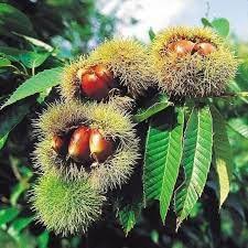 Chinquapin Chestnut Tree Seeds for Planting – Heirloom Non-GMO, High Germination Organic Garden Seeds