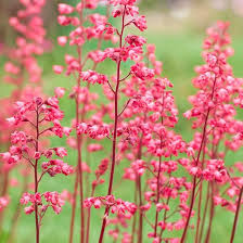 Red Heuchera Sanguinea Flower Seeds – Heirloom Non-GMO High Germination Organic Garden Seeds for Planting