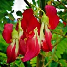 Sesbania Flower Seeds for Planting – Heirloom, Non-GMO, High Germination Organic Garden Seeds